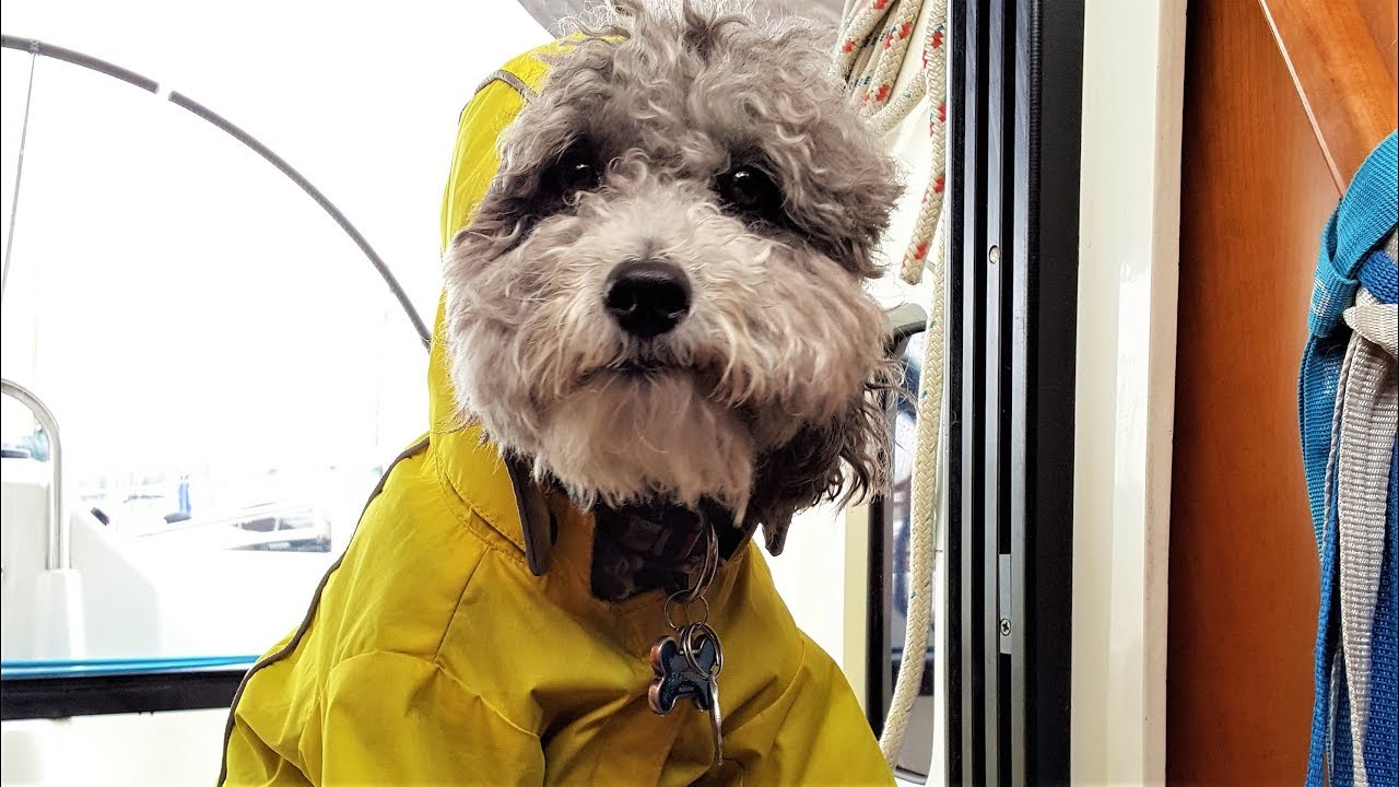 Introducing the Cute Pets of Patreon: Chuffed Special