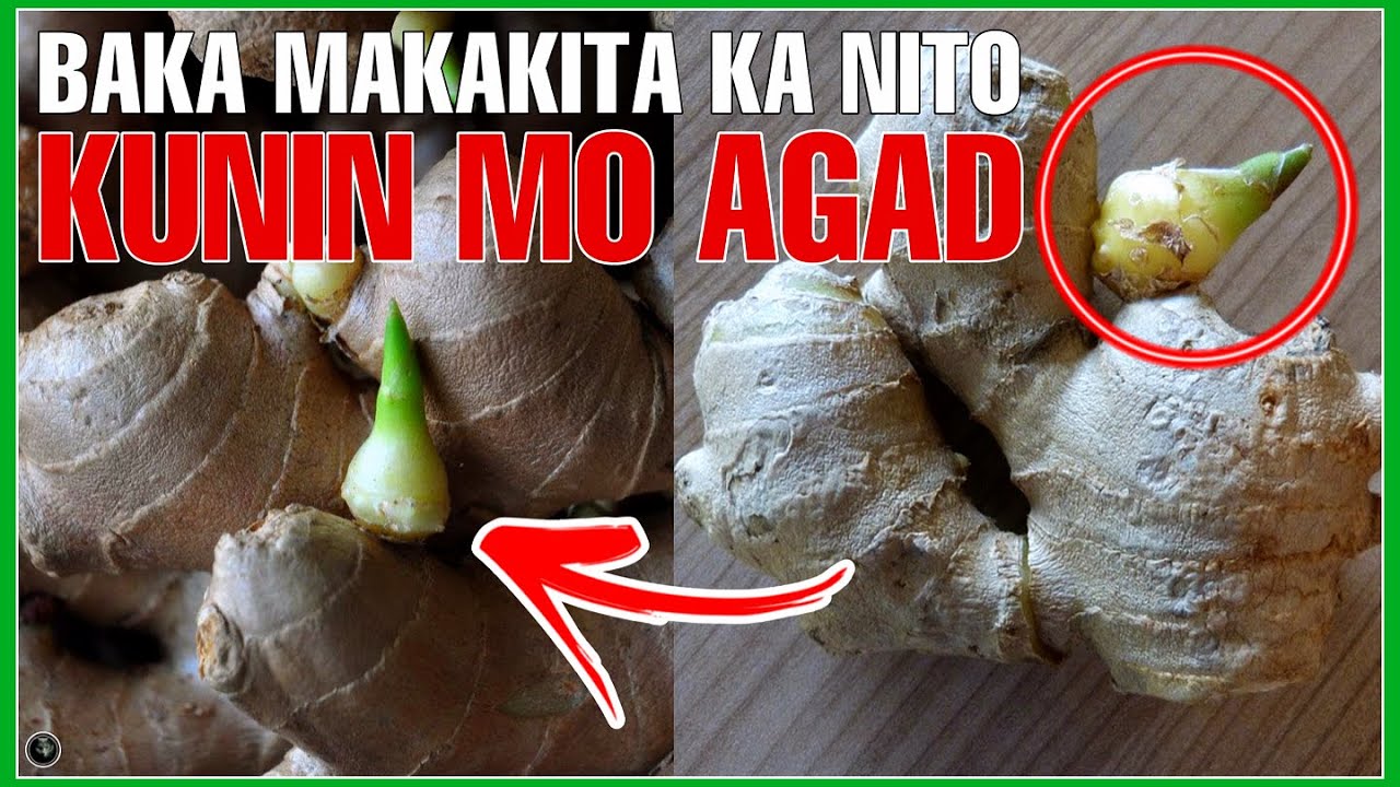 PAANO GAMITING PAMPASWERTE SA PERA ANG  LUYA AT BULAKLAK NITO | Bhes Tv