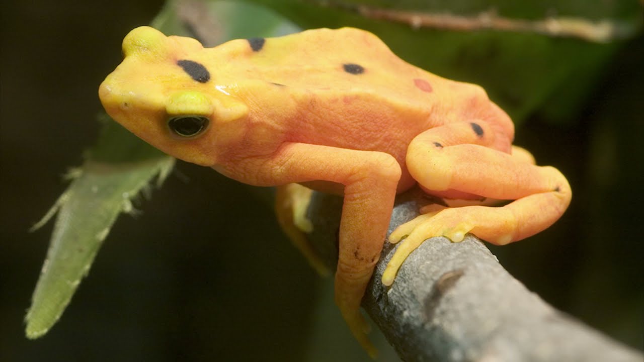 Panamanian Golden Frogs