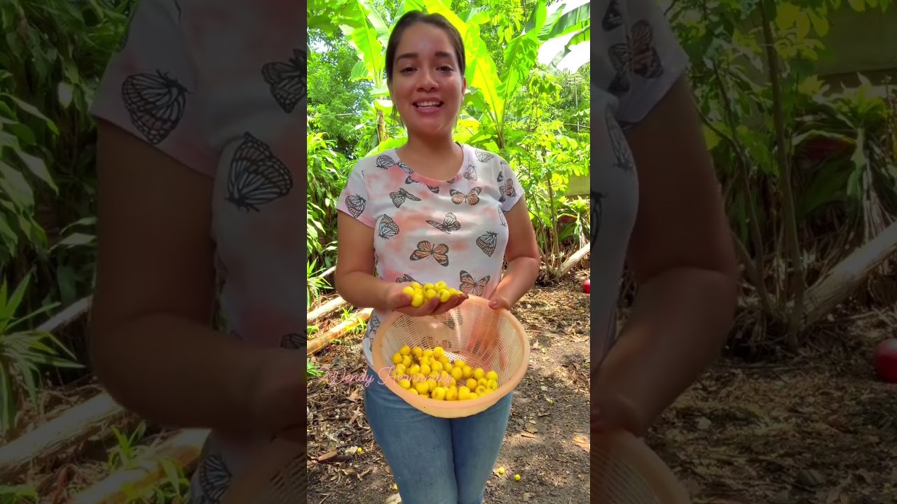 ASI ES LA COSECHA DE NANCES EN EL CAMPO #elsalvador #food #campo #elsalvador