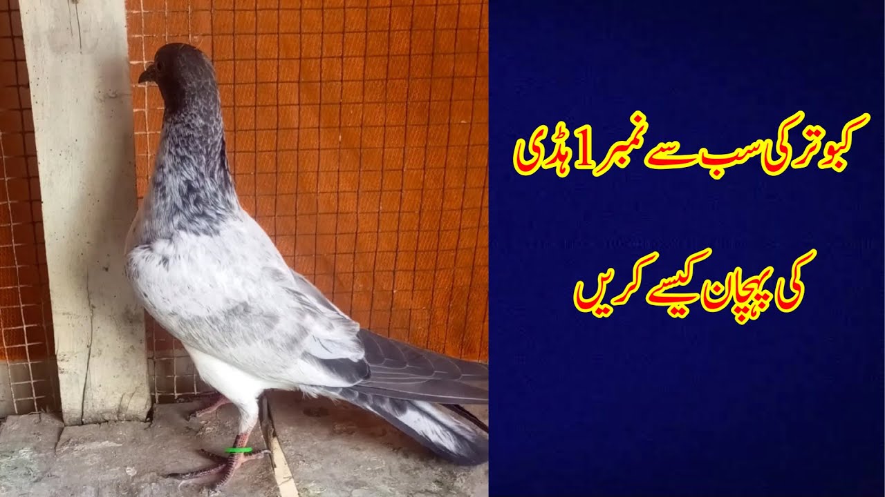 Kabootar Ki Achi Haddi Ki Pehchan | Top Pigeon Bone Quality Tips in Urdu/Hindi
