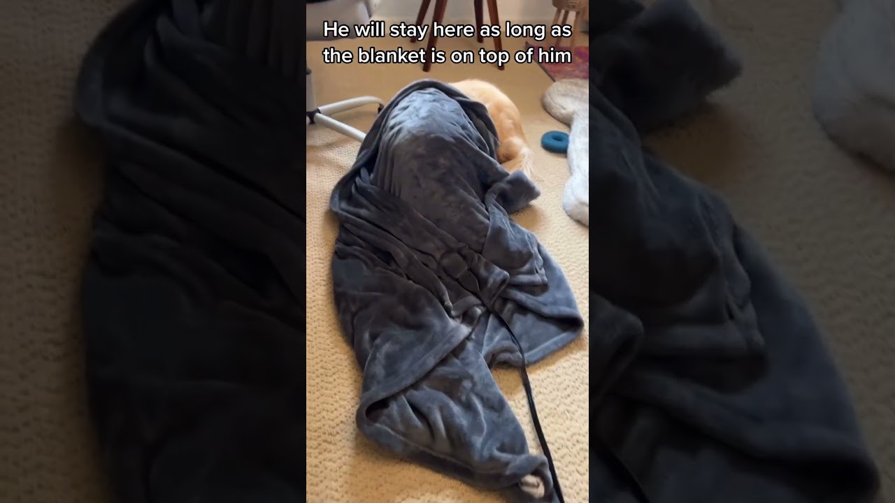 #silly #youtubeshorts #goldenretriever #shorts
