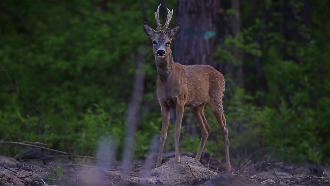 Szczekanie kozła sarny - barking roe deer 11.05.2019