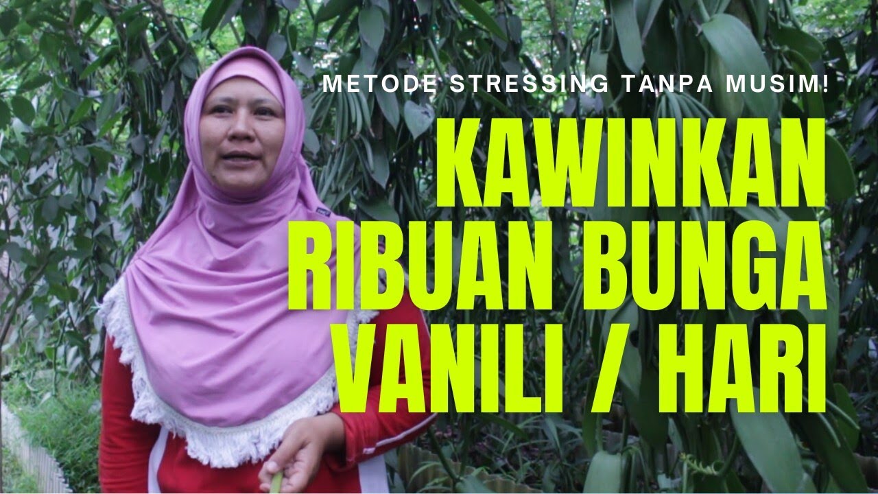 Metode Stressing Pembungaan Vanili Tanpa Musim