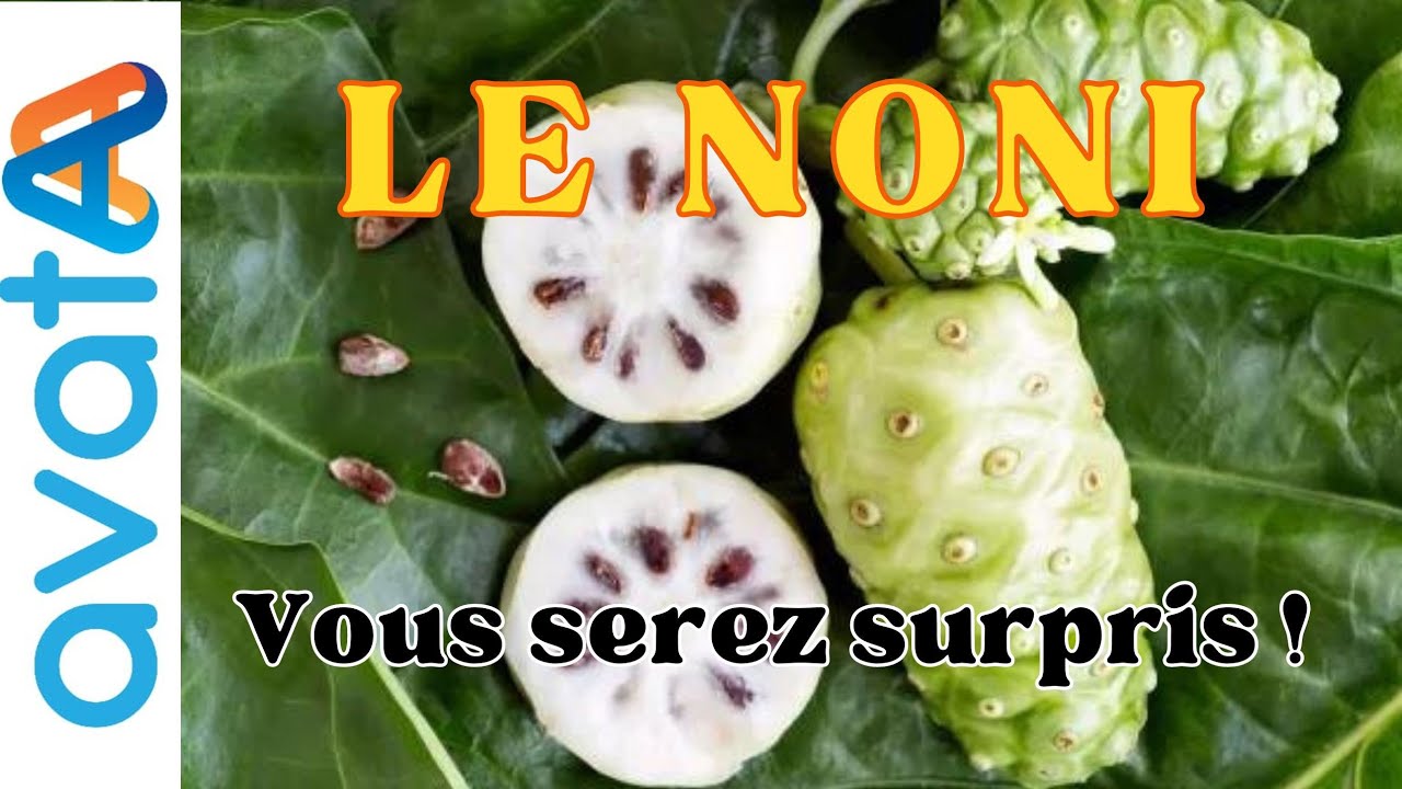 Reportage : Des racines aux feuilles, tout du NONI est bienfaisant pour l'organisme