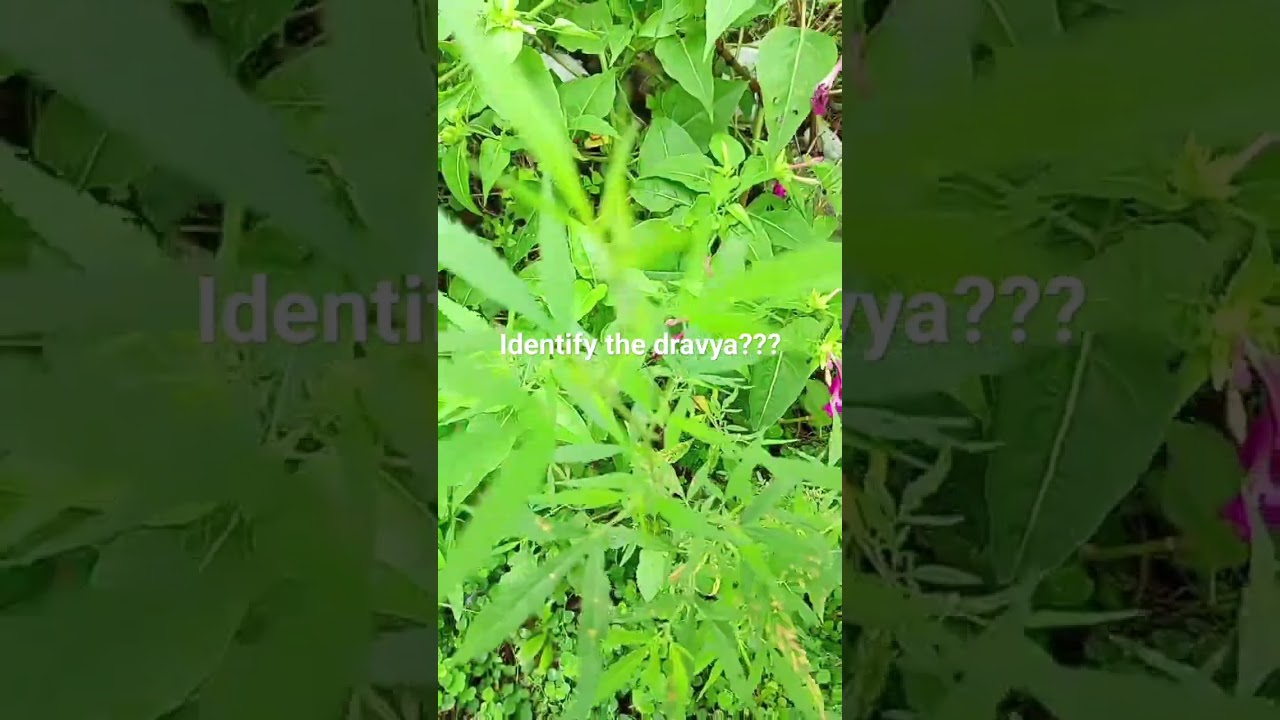 Bhang# Indian hemp #marijuana # vijaya #ananda #dravyaguna  #everydayayurveda