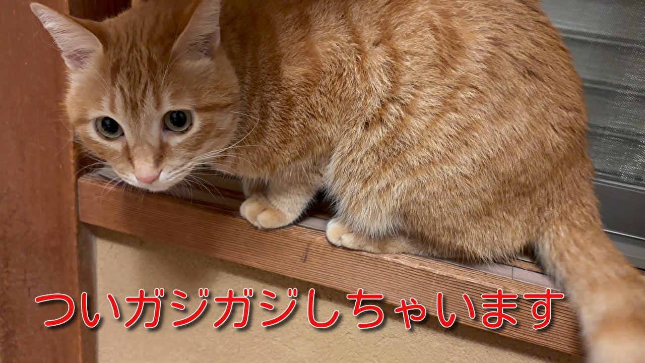 【茶トラ】つい窓辺でガジガジしちゃう猫がこちらですHere is a cat that can't help but nibble on the windowsill.
