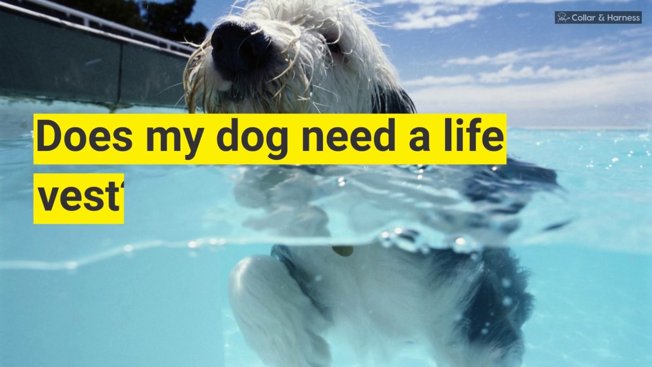 Does my dog need a life vest? A Starter Guide to Dog Life Jackets