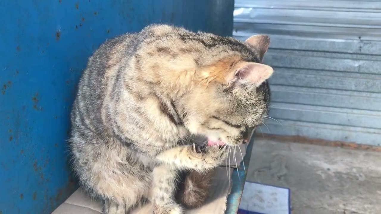 We Found Joy and Happiness in Interacting with Street Cats