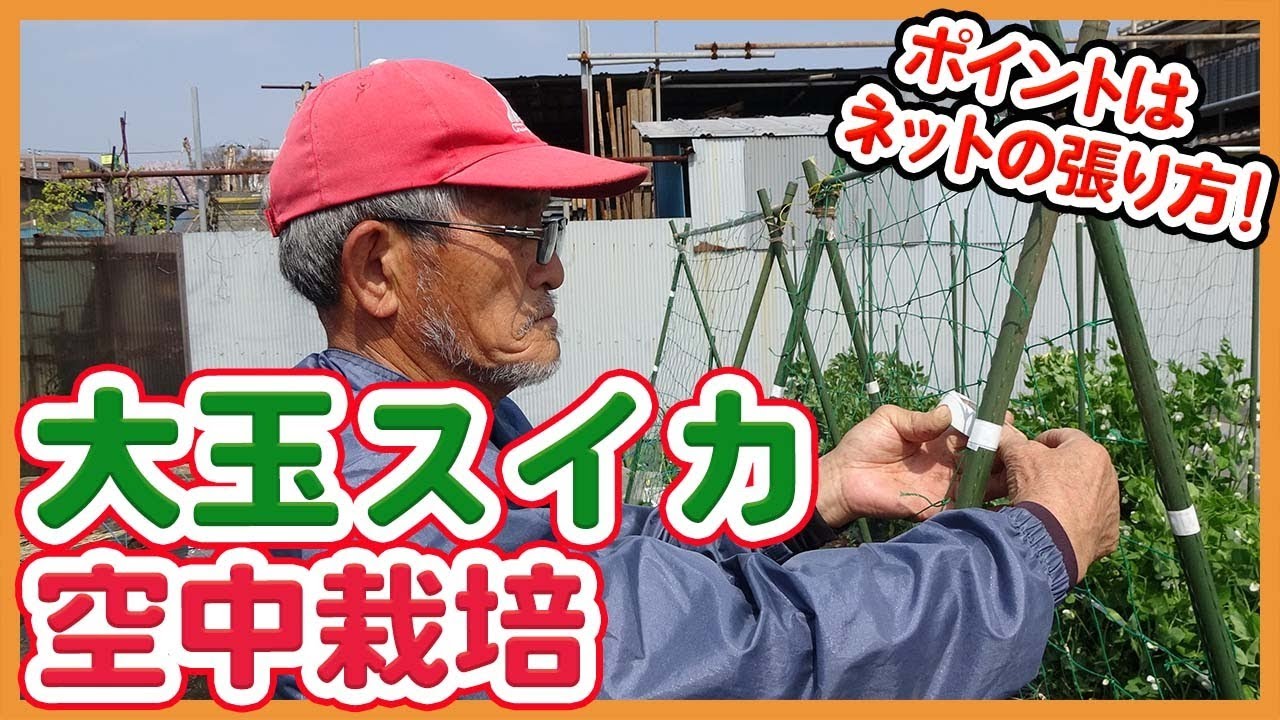 家庭菜園や農園で大玉スイカ栽培スタート！省スペース空中栽培のコツはネットの張り方！簡単設置のコツを徹底解説！/ How to grow large watermelon in the air.