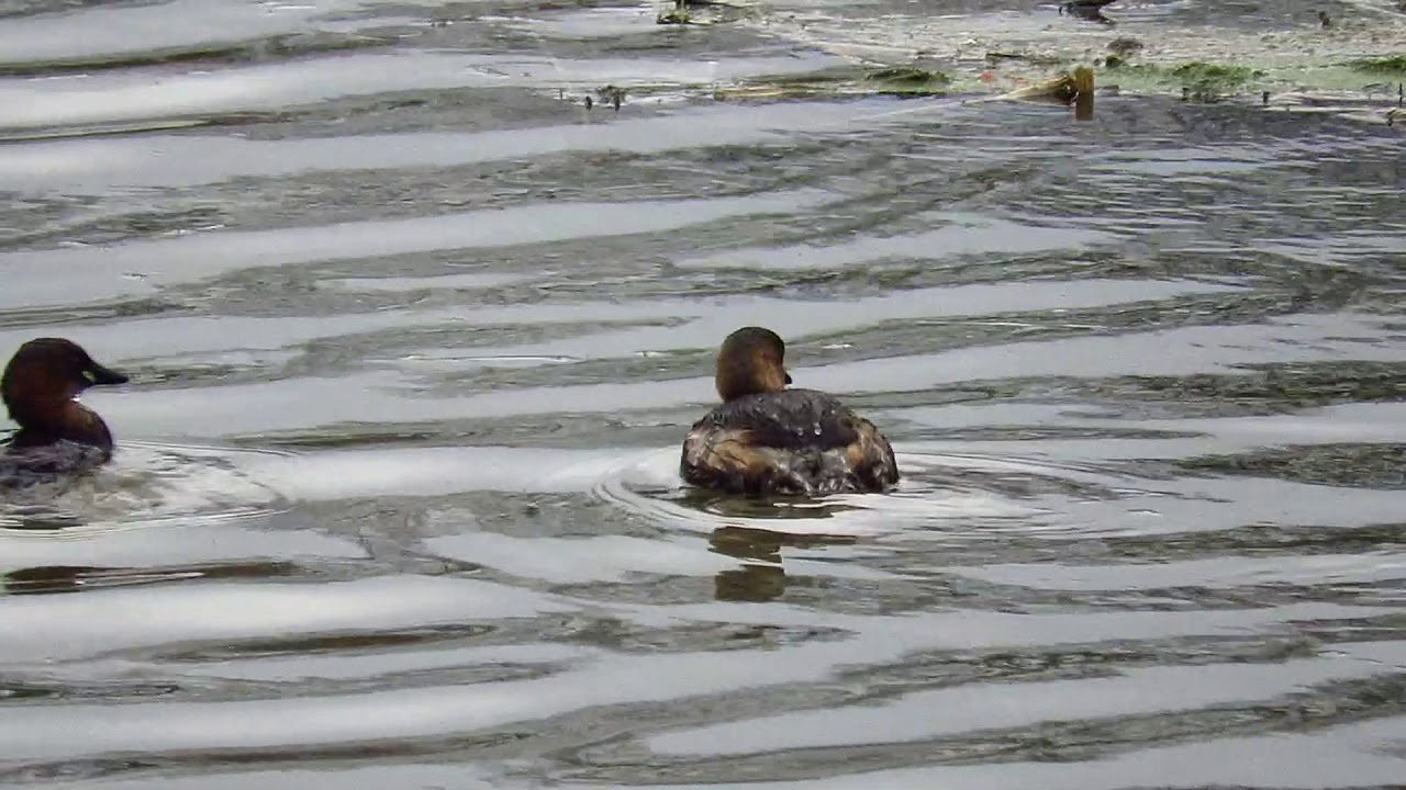 Little grebes at the Beverley & Barmston drain, Hull