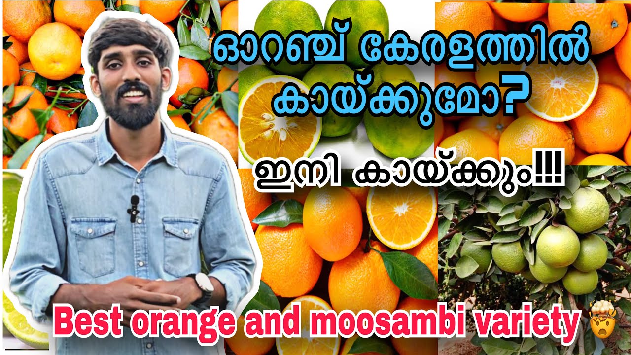 ഇനി ഓറഞ്ചും കേരളത്തിൽ കായ്ക്കും🥳| Best orange and moosambi varieties | Tips and tricks for fruiting