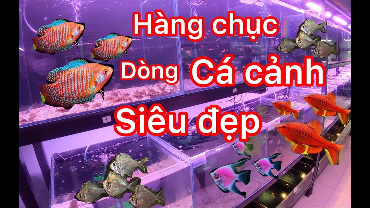 shop cá cảnh với hàng chục dòng cá thuỷ sinh siêu đẹp giá bình dân - aquatic fish.