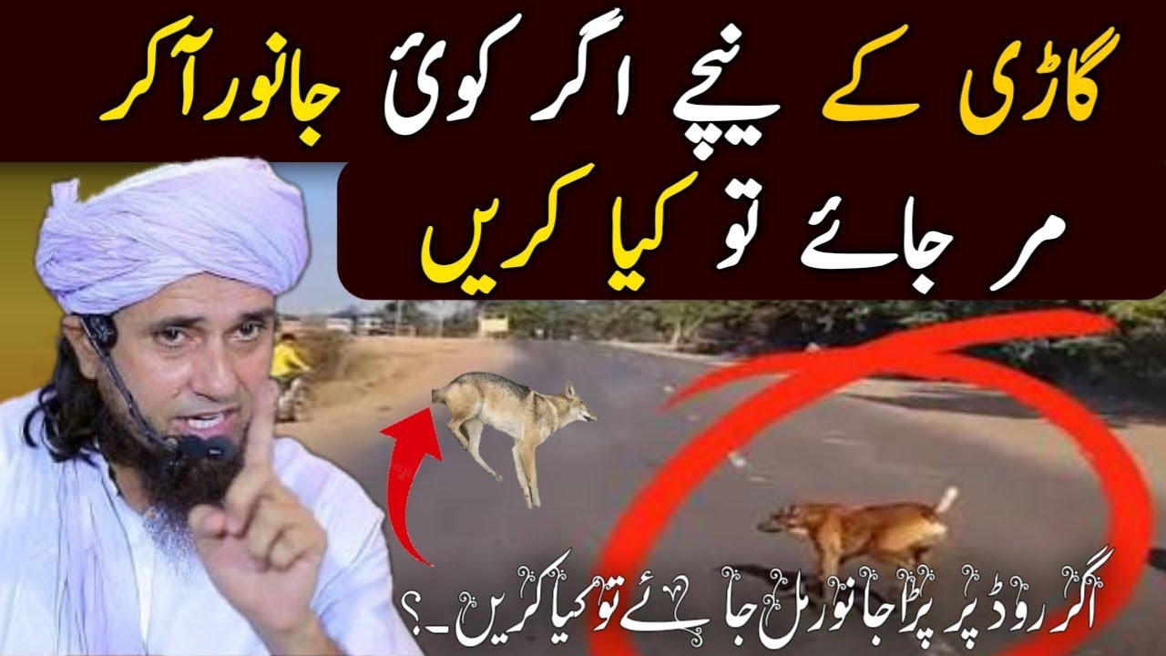 Animal Accident | Gari ke neeche koi Janwar mar jaye to kia karein? |@wisdomofislam3007 