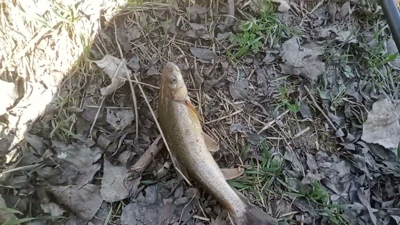 Bugun ov yaxshi boʻldi Marinka baliqni tutdim🎣🎣🎣🎣🎣🎣