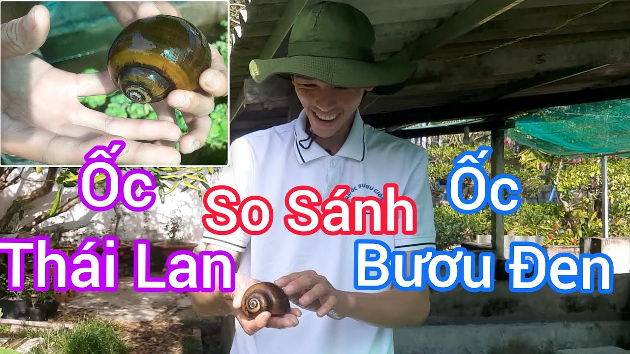 So Sánh Ốc Thái Lan Và Ốc Bươu Đen | Trại Ốc Bươu Giống Mê Kông