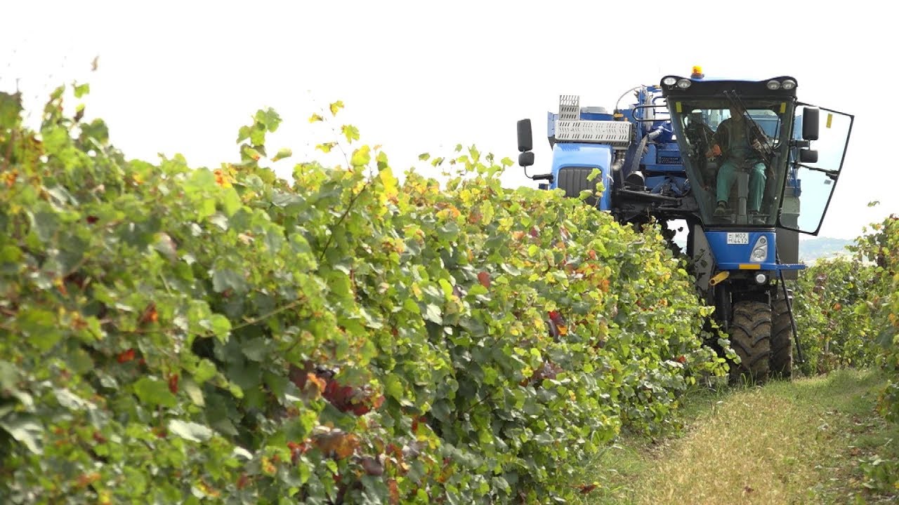 Szüret Szekszárdon a Mészáros Pincészetben New Holland szőlőkombájnnal