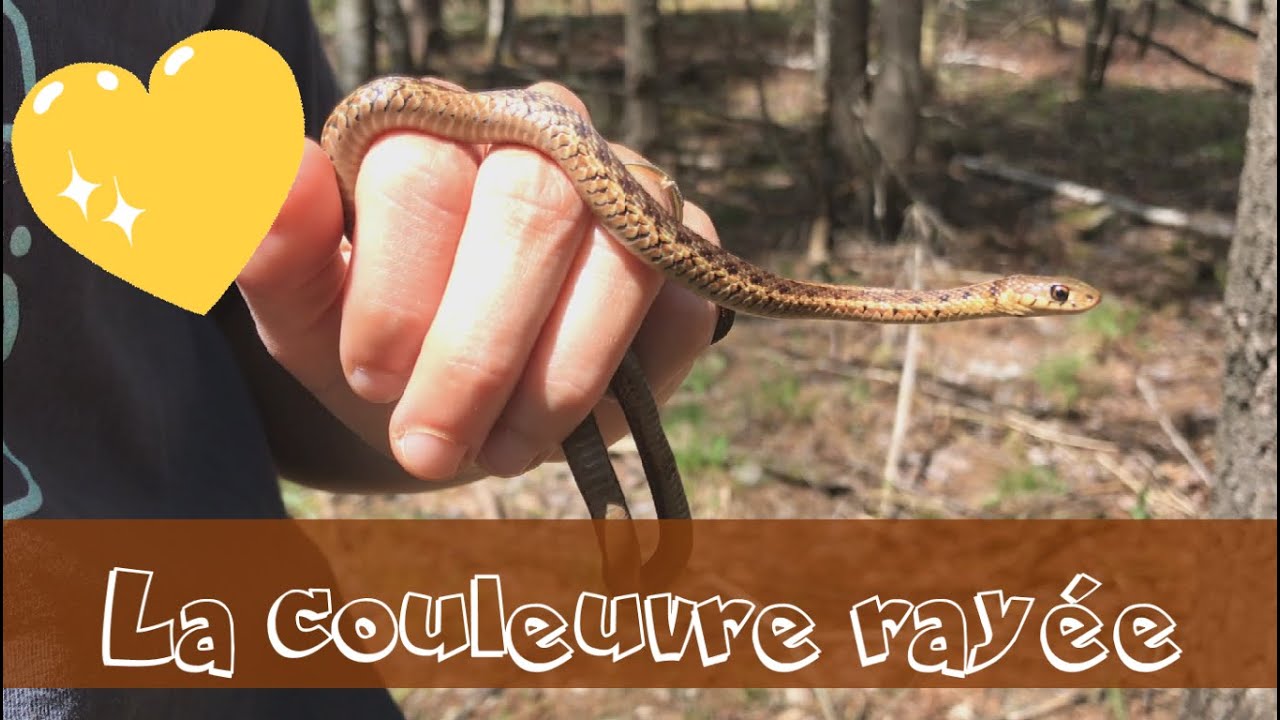 La couleuvre rayée, très commune au Québec!!