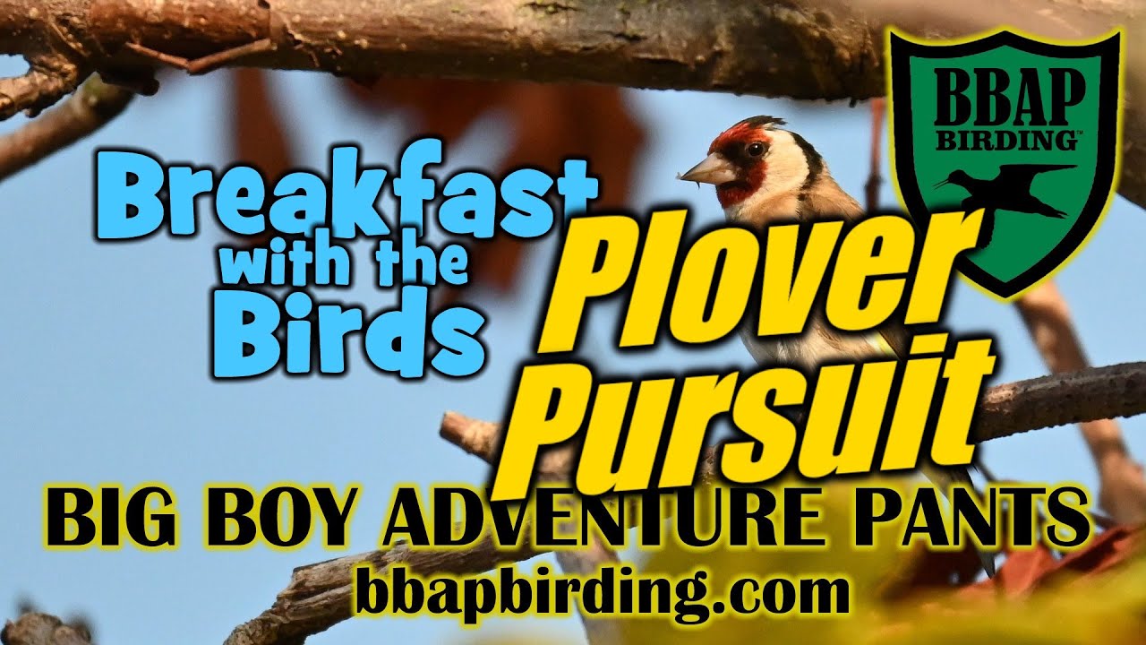 Ringy Goes Birding: Salton Sea Plover Pursuit (E9)