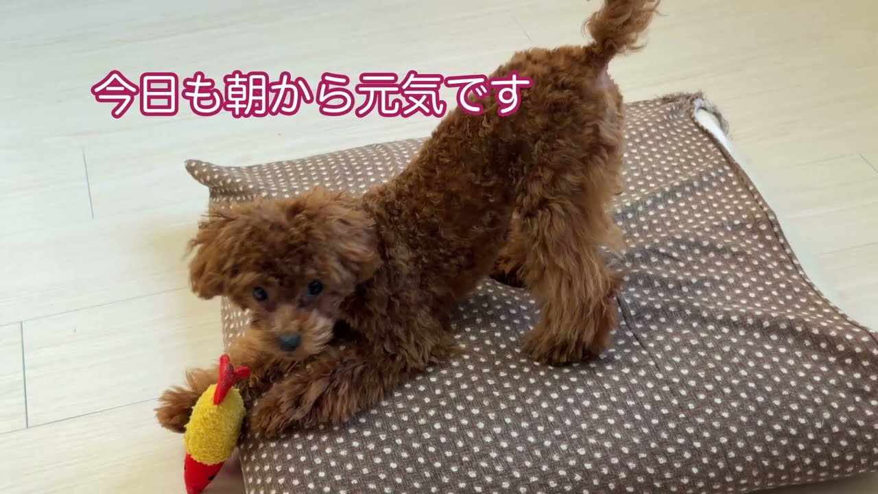 チャックが大好きみたい#トイプードル #犬のいる暮らし 