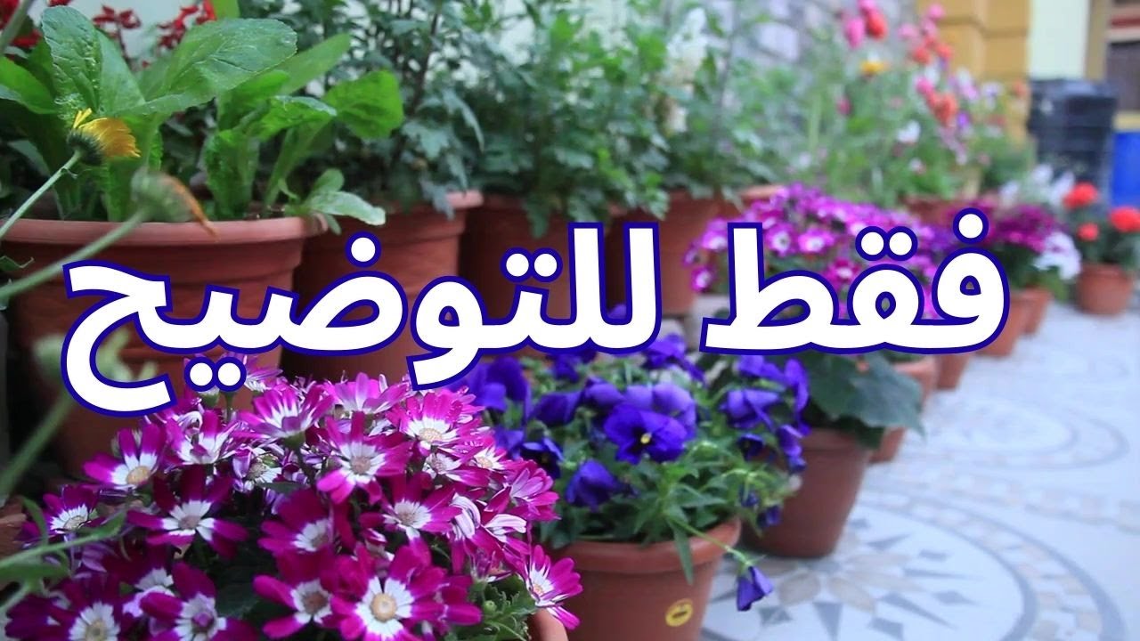 فقط للتوضيح - مزاج الكويت