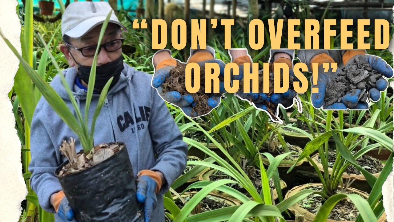 Organic Manure for Cymbidium Orchid | Full Care Guide!