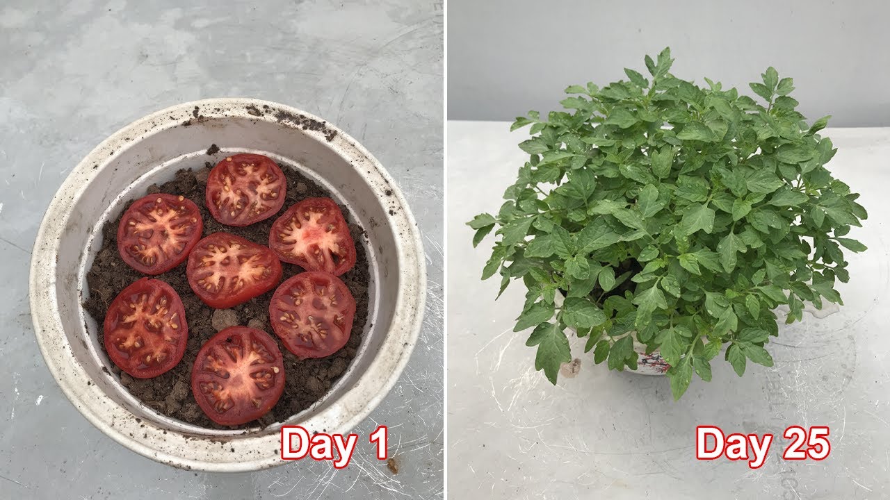Tips for growing tomatoes at home from store bought tomatoes
