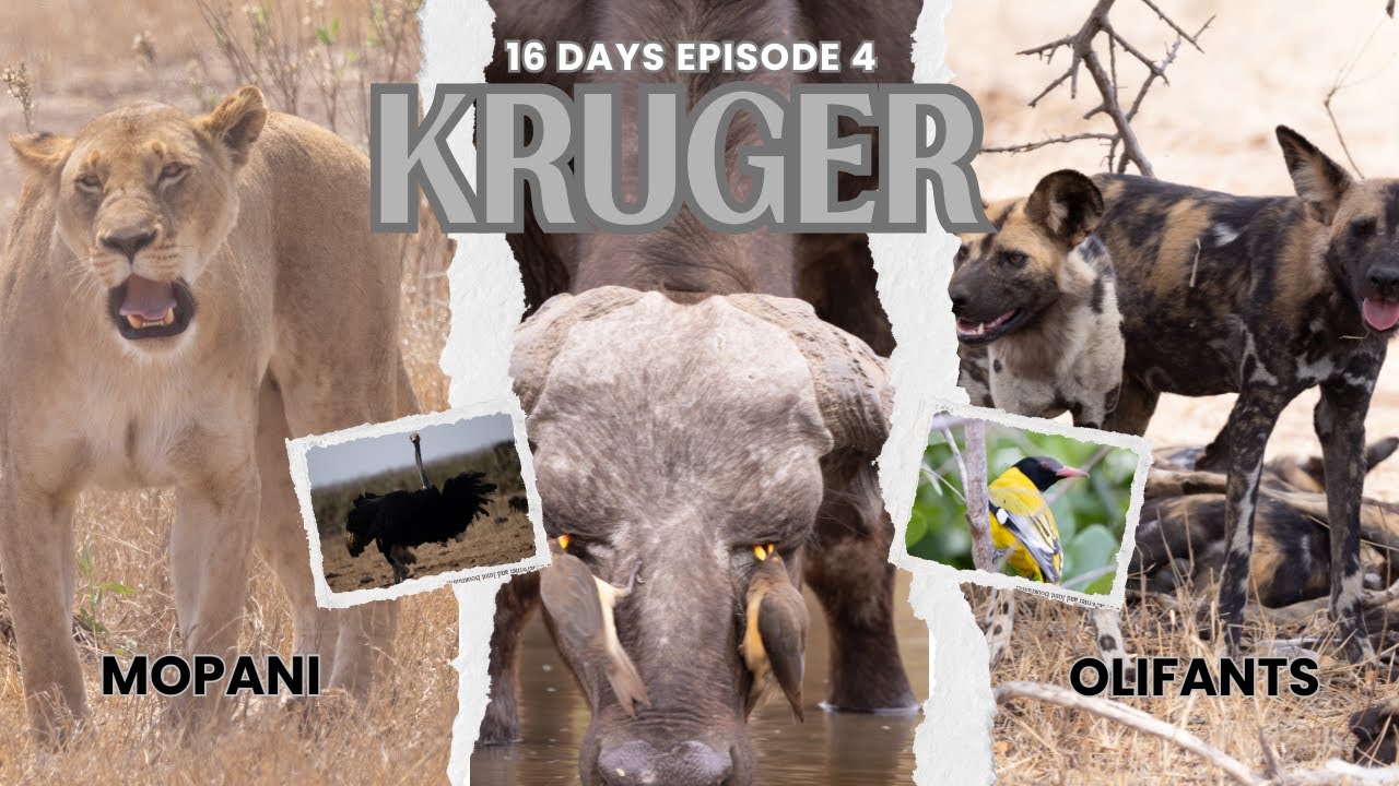 Ep 4 Mopani and Olifants