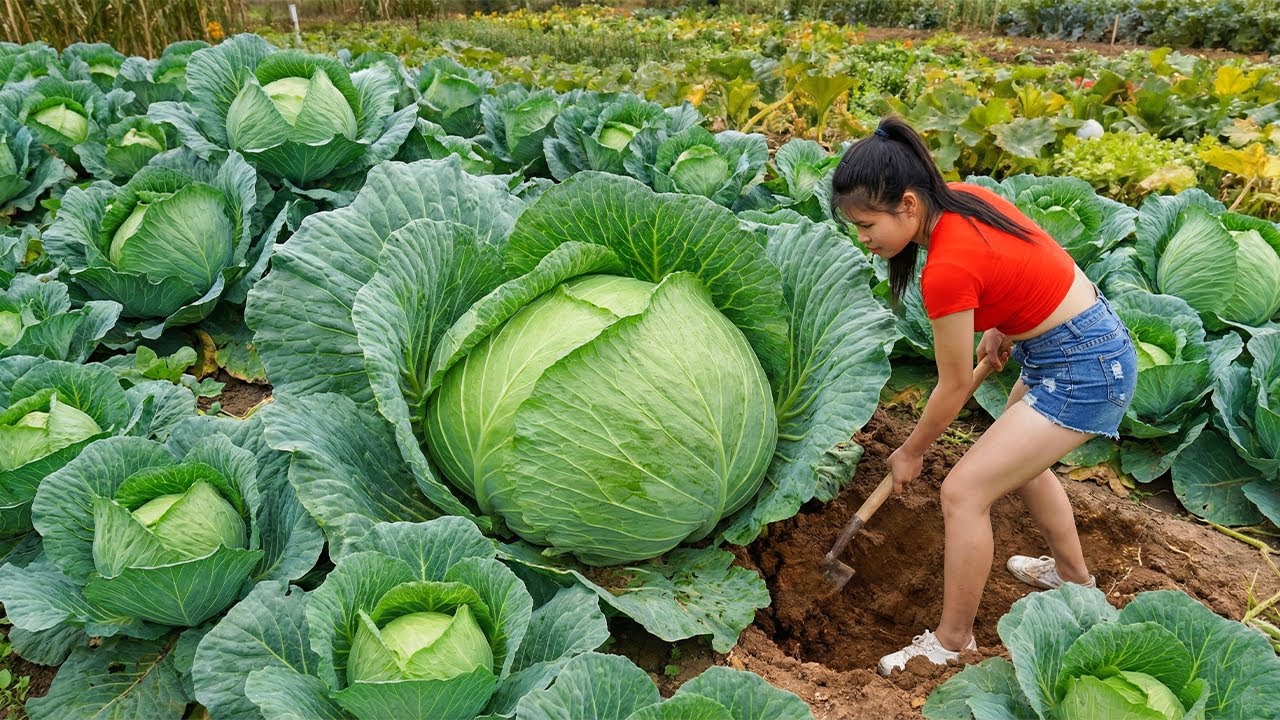 Harvesting 2000Kg Cabbage, Goes To Market Sell - Make Delicious Cabbage Rolls At Home.