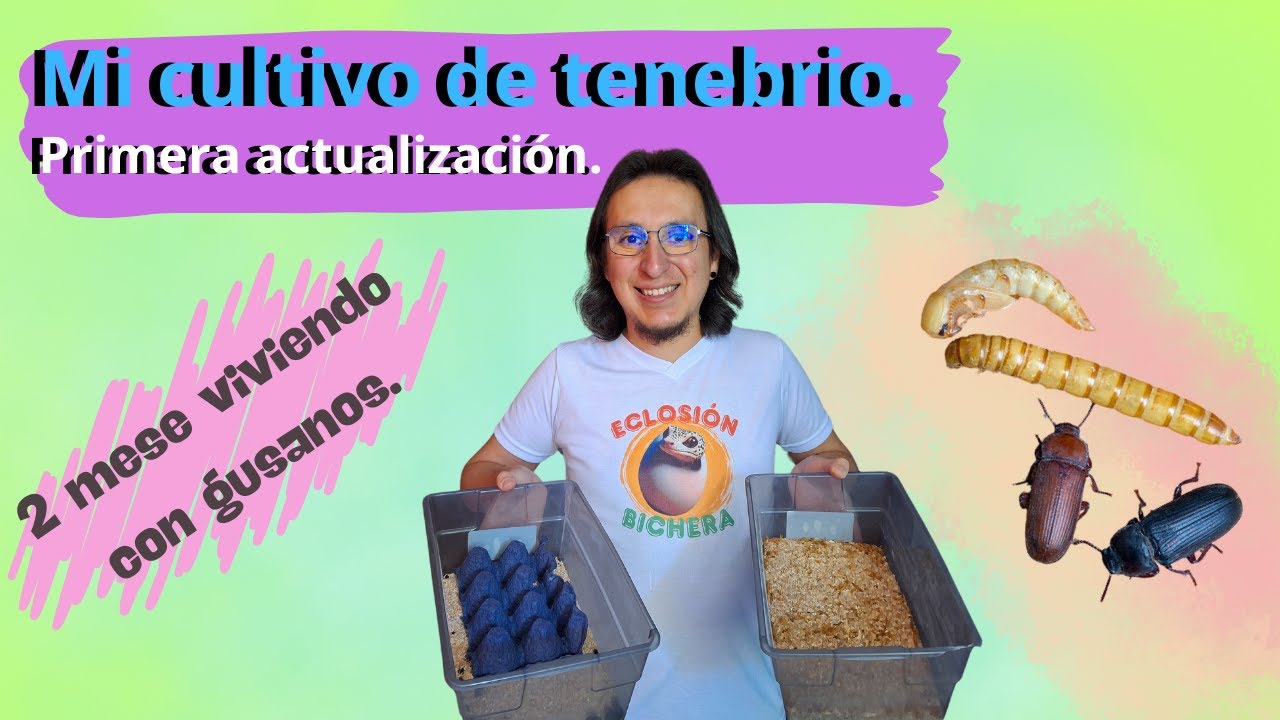 2 meses viviendo con GUSANOS ¿Cómo va mi CULTIVO de TENEBRIO? 🪱 Primera actualización. 😁
