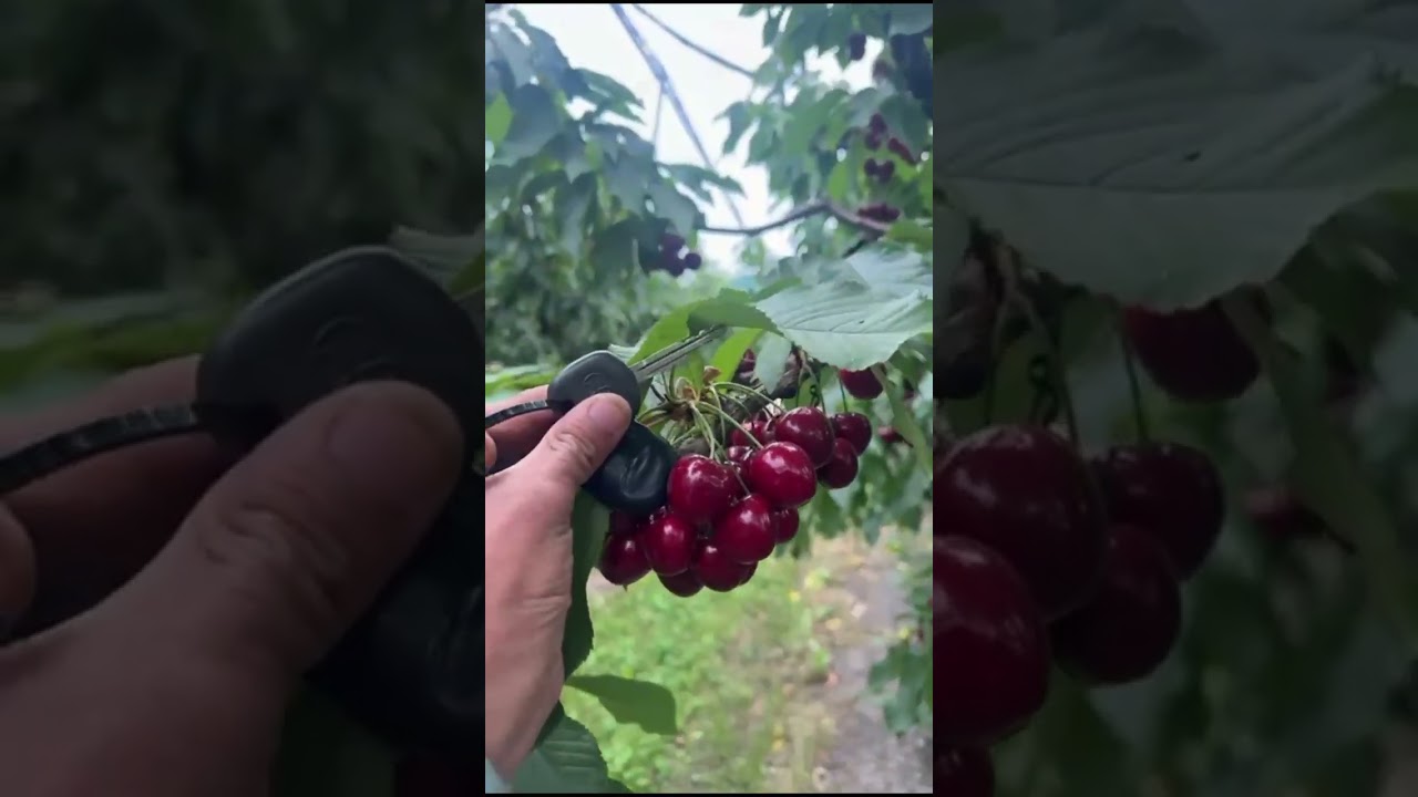 Its cherry  season now let  start to pick no plz subscribe my channel thank u 