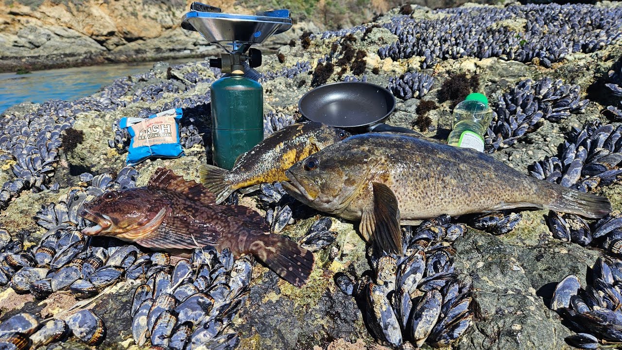 Fishing For Rockfish, Lingcod and Cabezon! Catch and Cook. Amazing day of fishing.