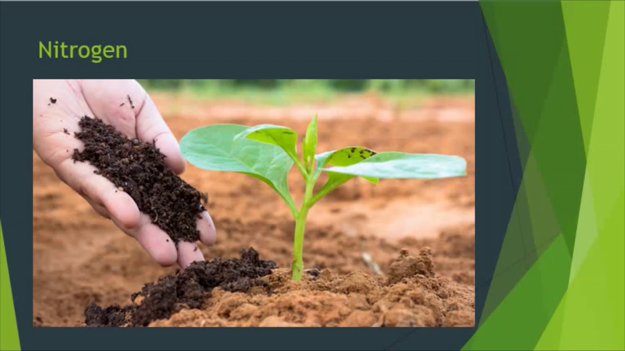 Plant nutrients KS3 Biology