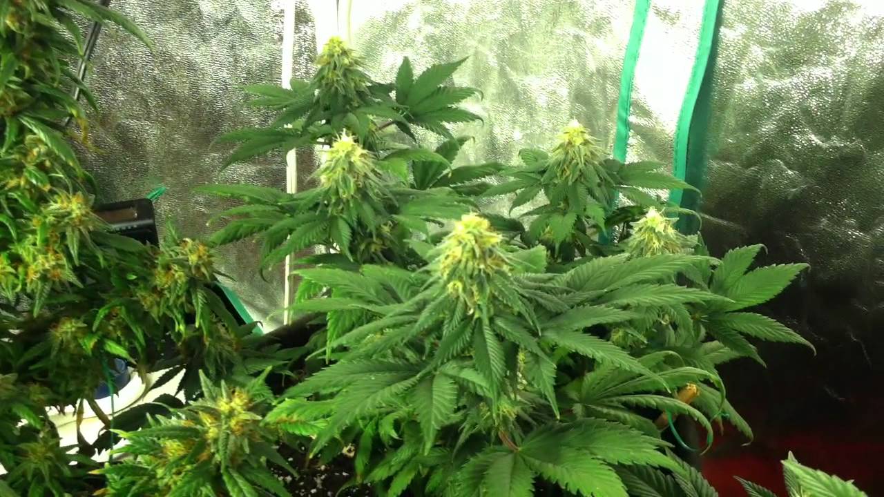 The Pro-Grow 400 LED Grow - The Bloom pt. 5