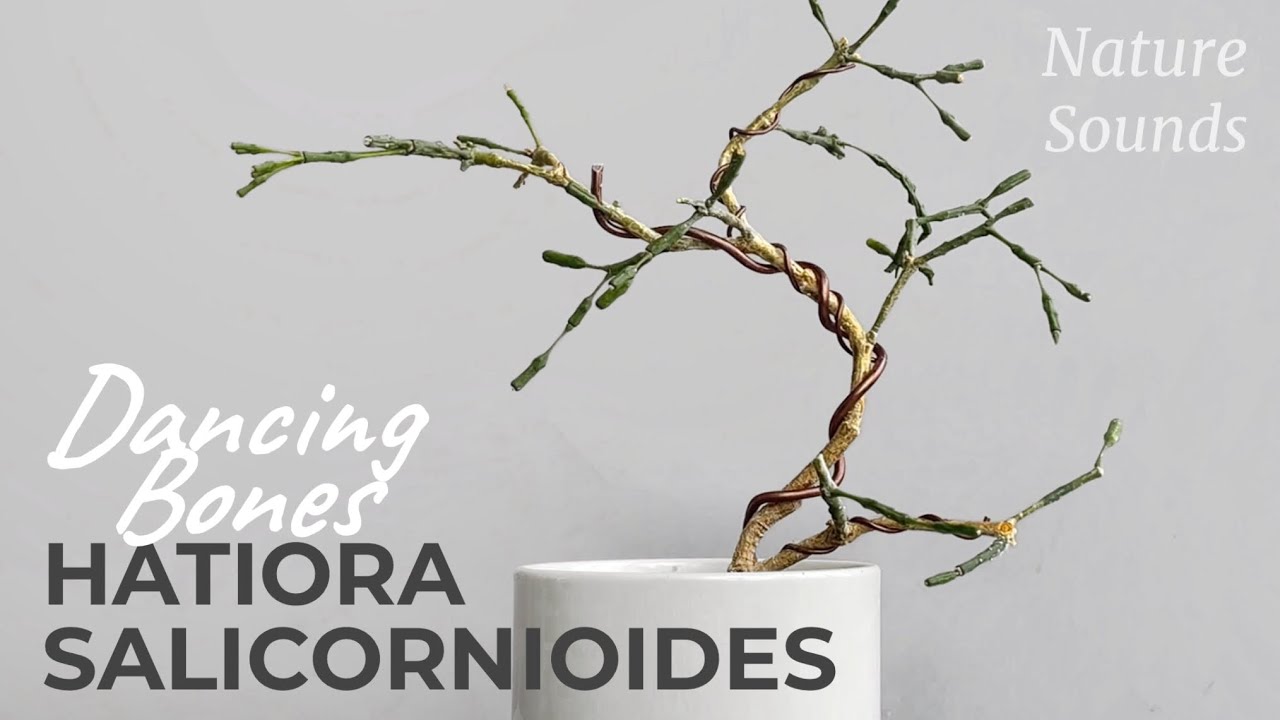 Pruning and Defining Branch Structure, Dancing Bones, Hatiora Salicornioides, Aug2023