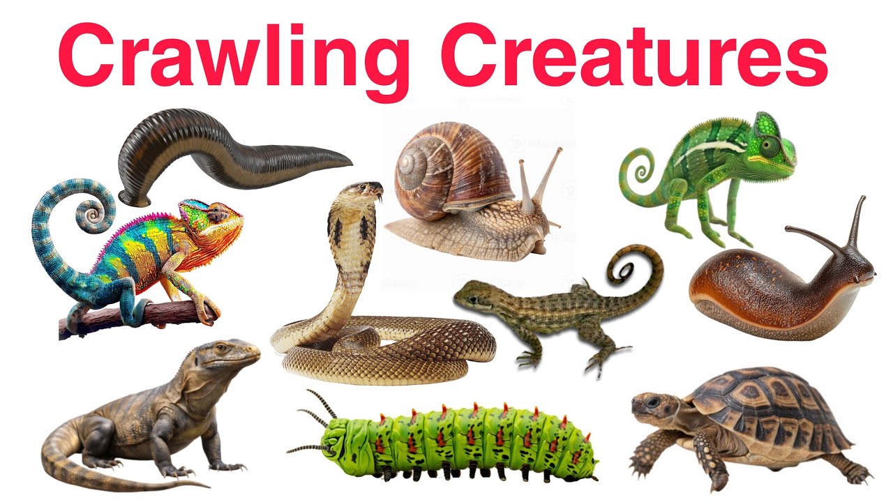 Crawling Animals Name For Kids | Learn Reptiles & Insects Name Hindi In English With Picture, Sounds