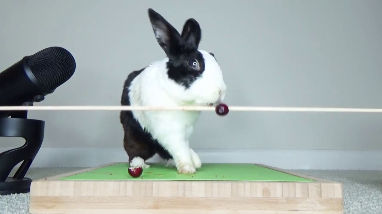 Rabbit falling over - ASMR fail!
