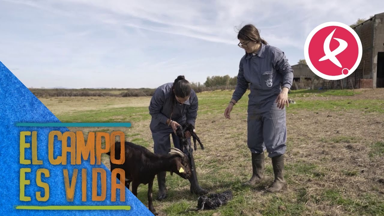 Mora por fin ha parido y ha traído sorpresa | El campo es vida