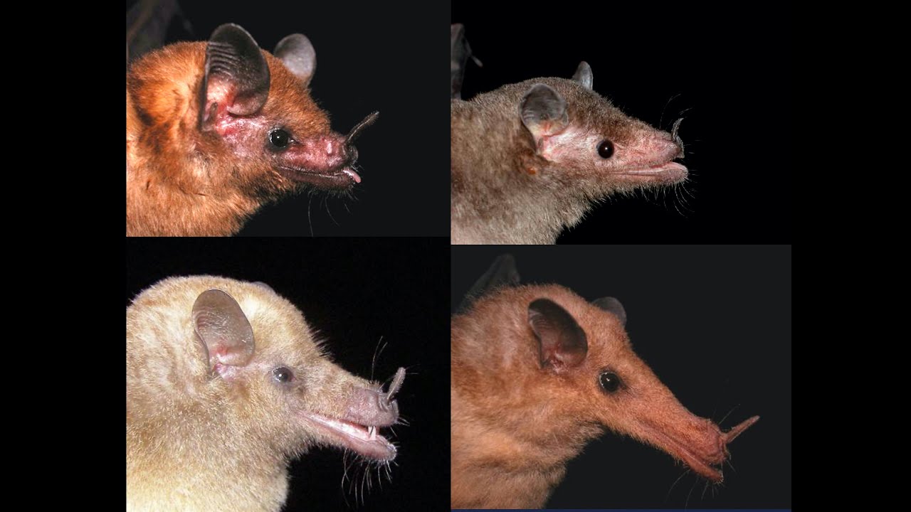 Murciélagos nectarívoros en el Zoológico de Chapultepec, Ciudad de México Parte I