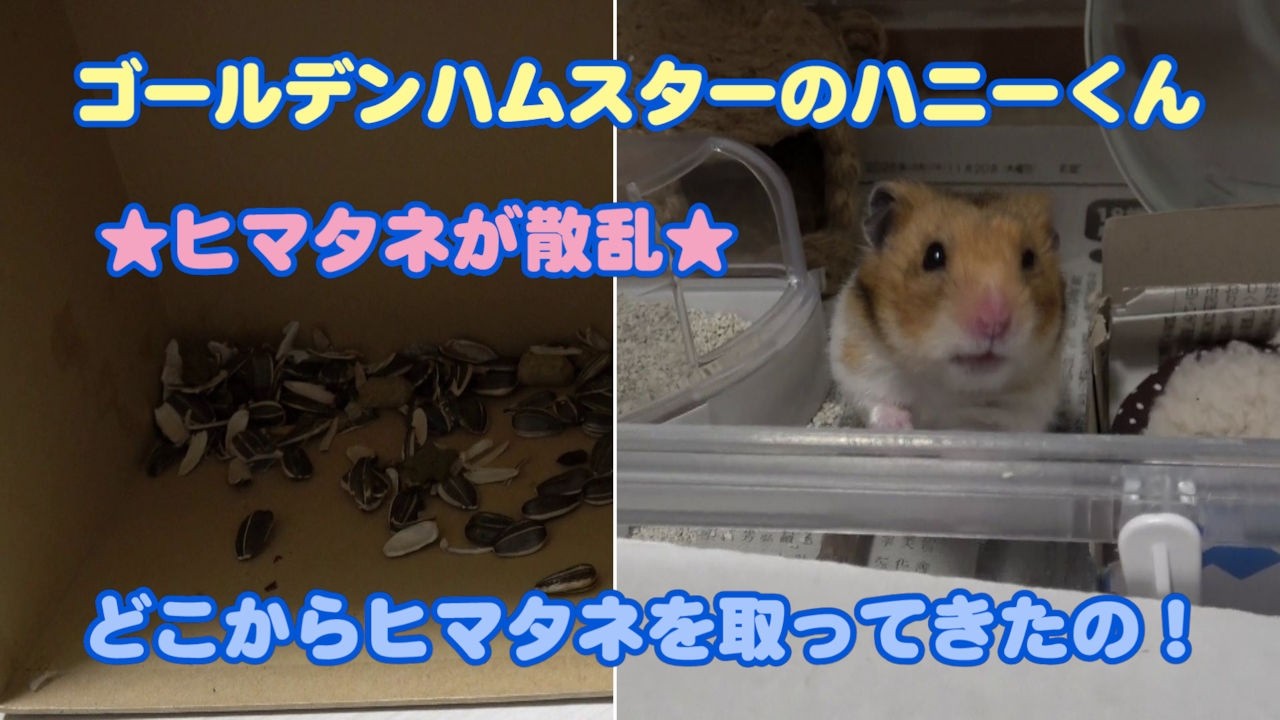 【ゴールデンハムスターのハニーくん】390 寝床にひまわりの種が大量！？まさかの脱走ミステリー🐹🌻
