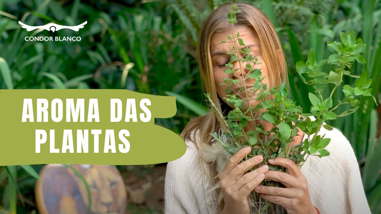 Como aproveitar os Aromas das Ervas | Condor Blanco