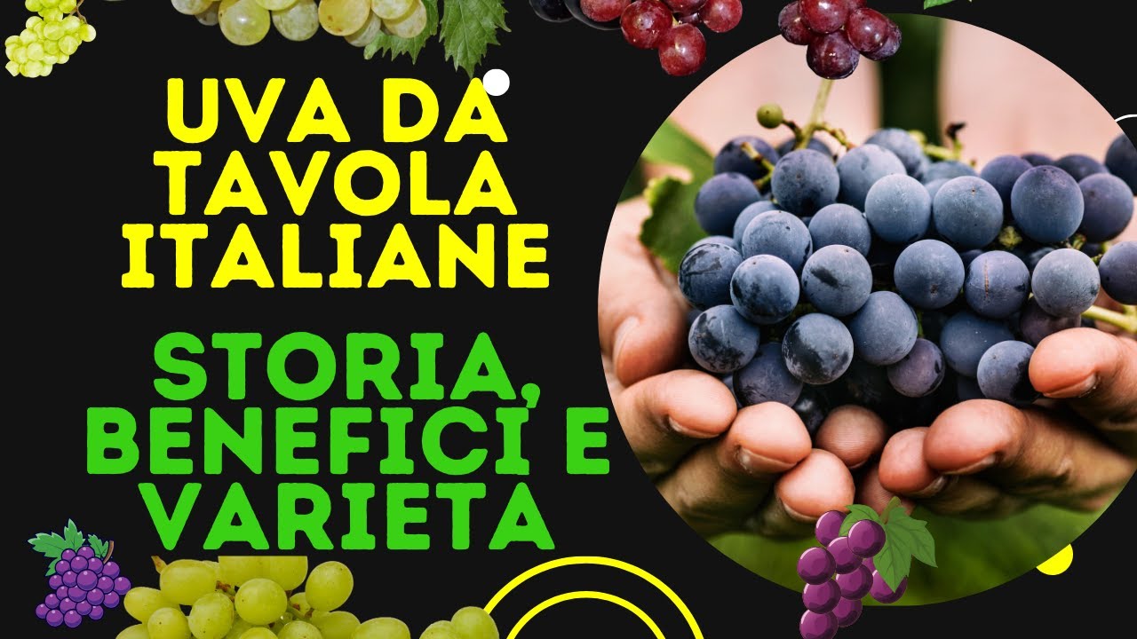 Uva da Tavola Italiane: Storia, Benefici e Varietà