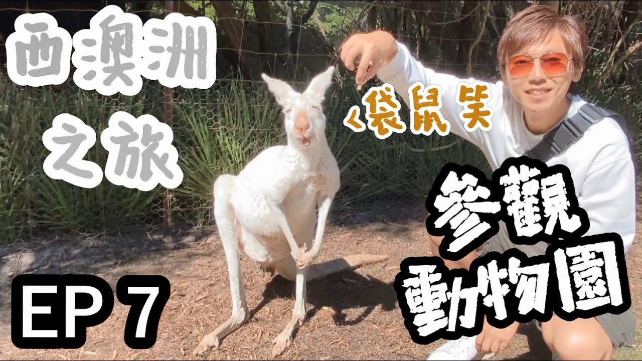 【澳洲旅遊】珀斯ep7｜珀斯動物園caversham wildlife park｜袋鼠👉樹熊👉袋熊｜再次得返我一個人👉住hostel｜西澳自遊行