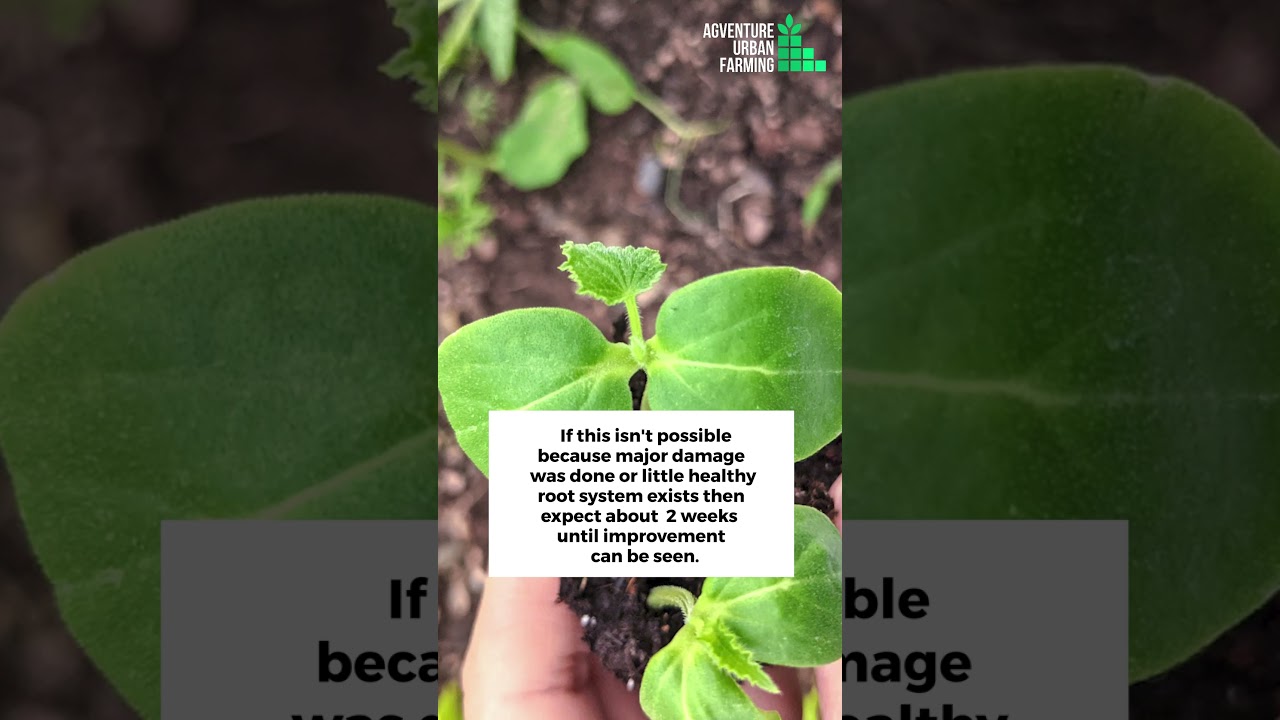 Can seedling recover from overwatering? || How to care for an overwatered Seedling