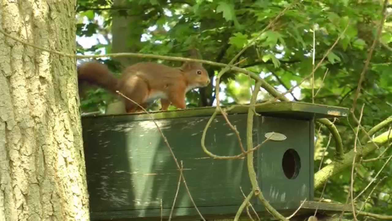 Eekhoorn in nestkast