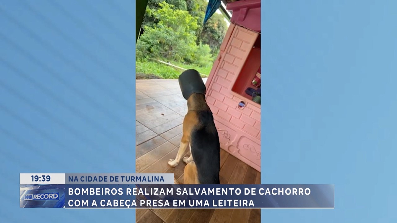 Na cidade de Turmalina: Bombeiros realizam salvamento de cachorro com a cabeça presa em uma leiteira
