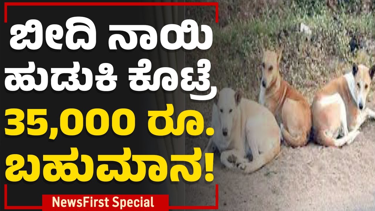 Bengaluru Incident : ಬೀದಿ ನಾಯಿ ಹುಡುಕಿ ಕೊಟ್ರೆ 35,000 ರೂ. ಬಹುಮಾನ! | Kumara Park | NewsFirst Special