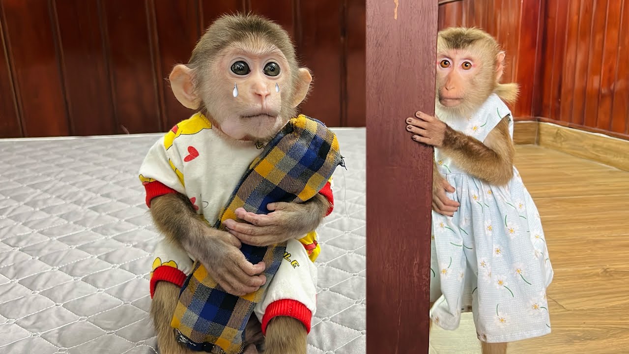 monkey Xuka cried because she couldn't find monkey Tina at home, which made her very sad.