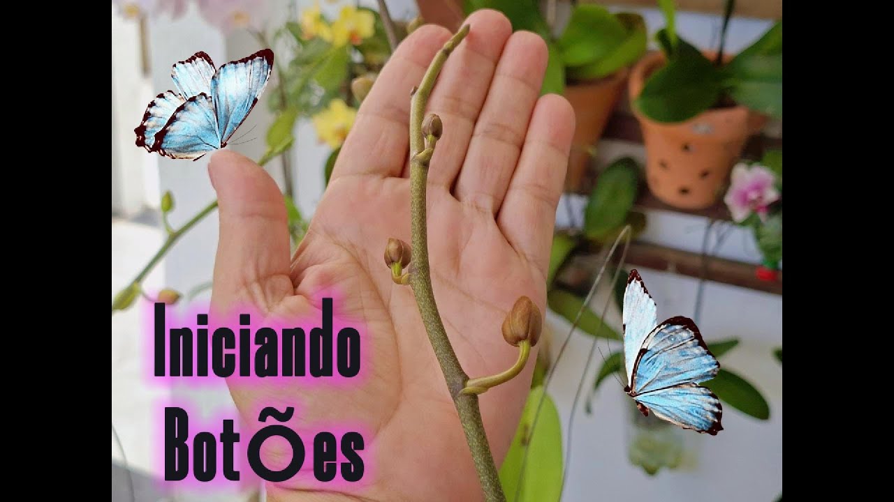 Iniciando Botões Florais!