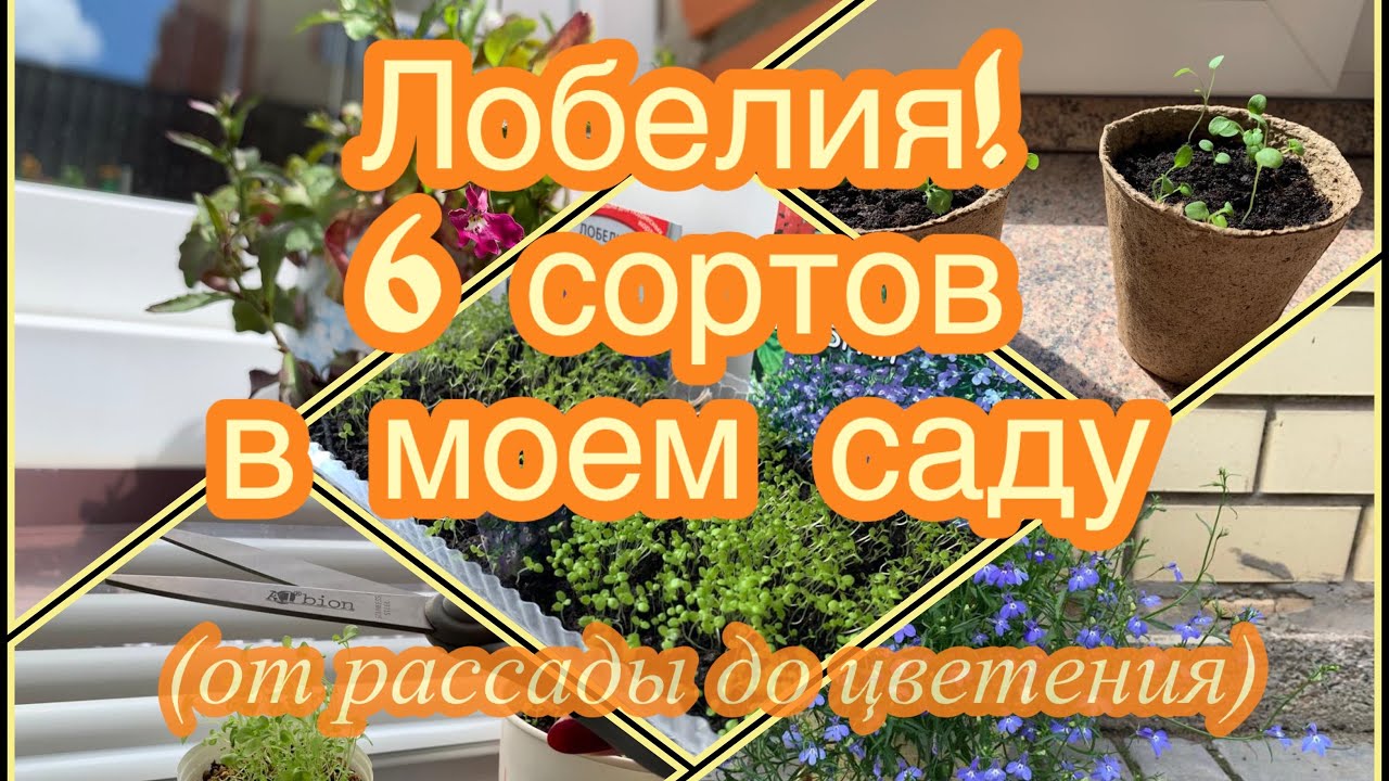 ✅ ЛОБЕЛИЯ! 6 сортов в моем саду (от рассады до цветения) ВИОЛА Русская Красавица Какая она?